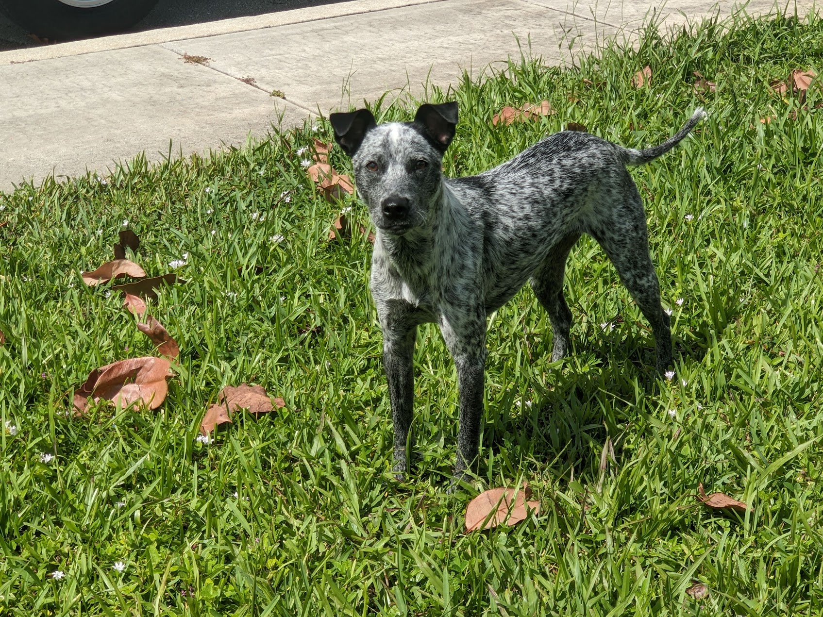 Zoey, a calm blue heeler, relaxing